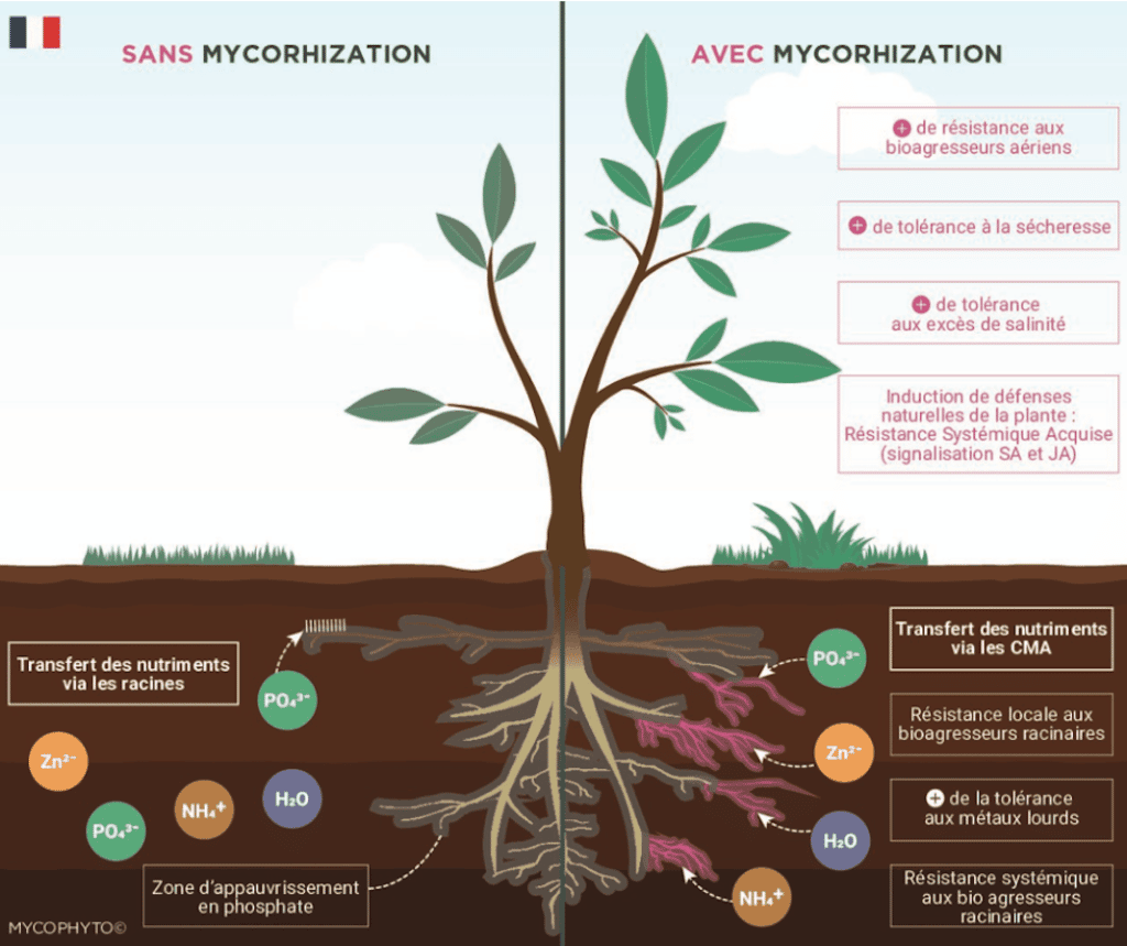 MYCOPHYTO propose des solutions pour une nouvelle agriculture.