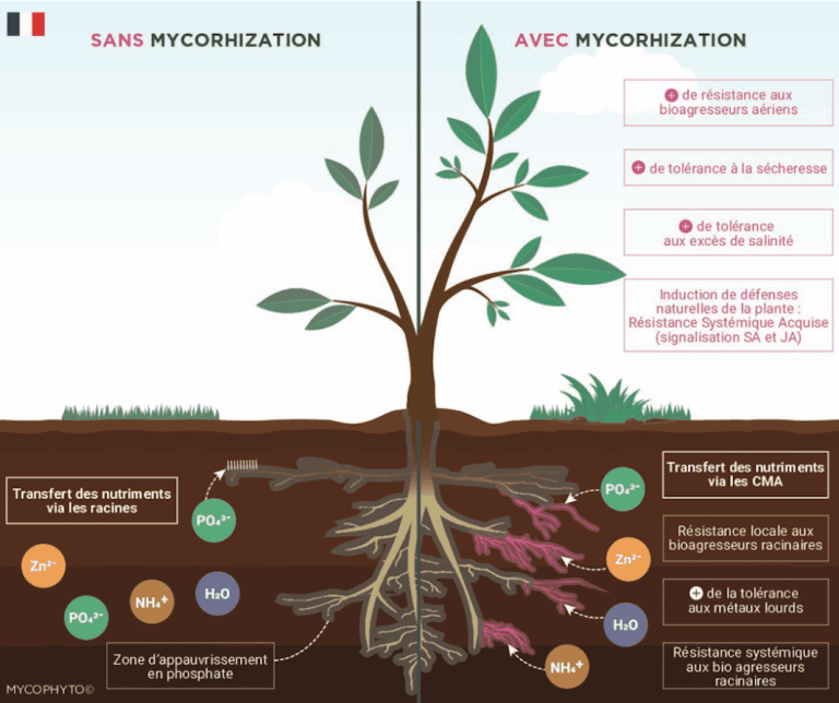 MYCOPHYTO propose des solutions pour une nouvelle agriculture.