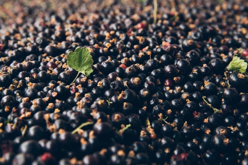 L’Afidem : la récolte de cassis Français fortement pénalisée