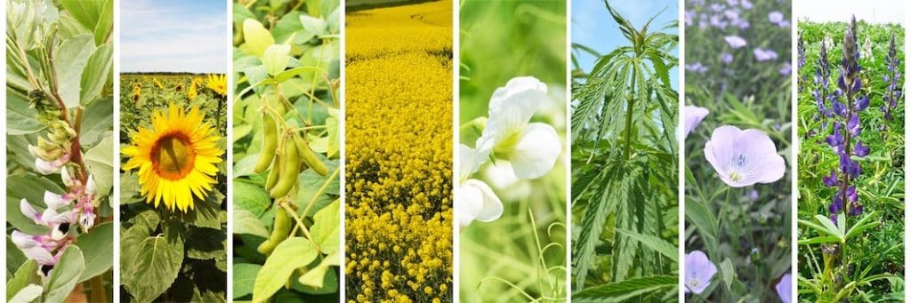 Agriculture, diversifier les assolements pour sécuriser les futures récoltes