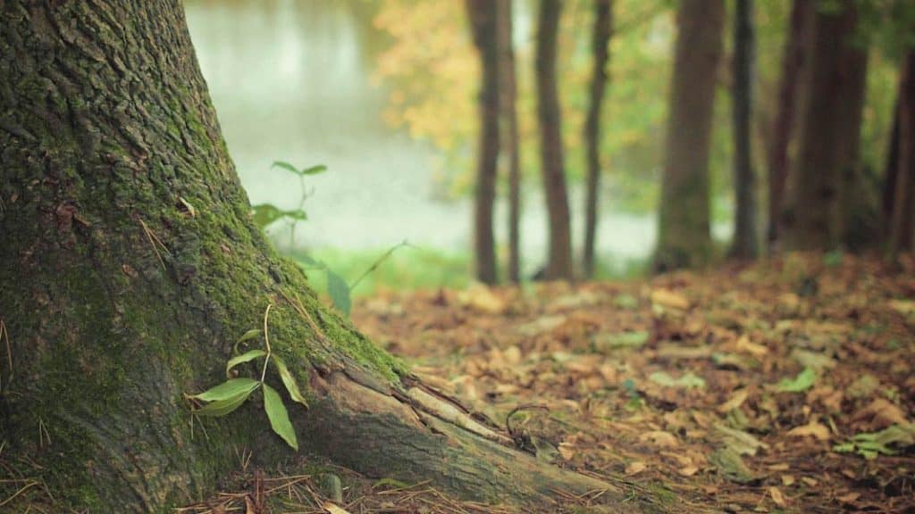 Calimero, l’Europe au chevet des industries biosourcées