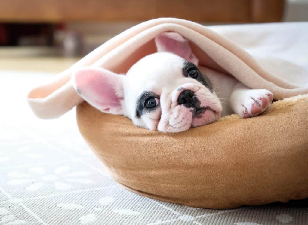 ECA Assurances lance Vetonia pour votre animal