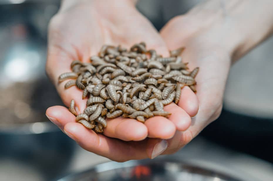 La jeune pousse française InnovaFeed lève 250M€ pour conquérir le monde
