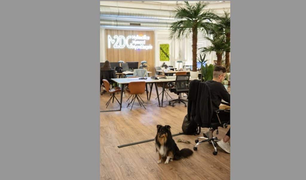 Emmener son animal au bureau, une thérapie…