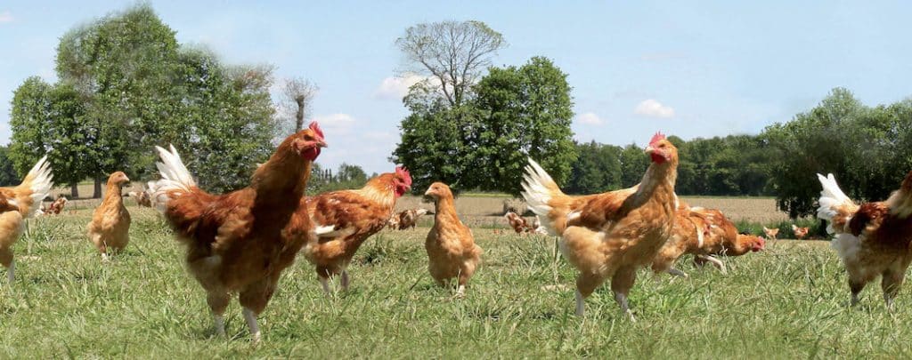 OKwind, les éleveurs des poulets de Janzé accélèrent le développement de leur autoconsommation d’énergie renouvelable