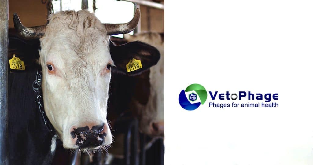 La startup Vetophage lance LabMastic, un diagnostic en santé animale