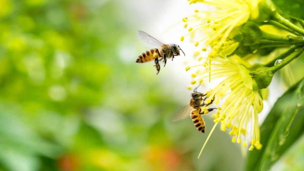 3Bee arrive en France et prend soin des abeilles