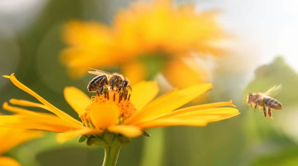 3Bee protège la biodiversité